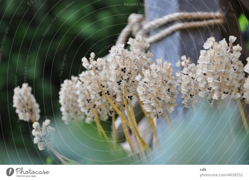 Seed heads of grape hyacinth | color change from strong blue-violet to light beige Plant Spring flowering plant faded early bloomers Stalk Seeds Sámen