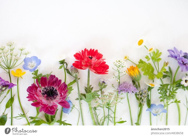 A flatlay with flowers from the garden in May/June blossoms Collage variegated Summer Spring Garden Marigold Aegopodium podagria Anemone Country  garden