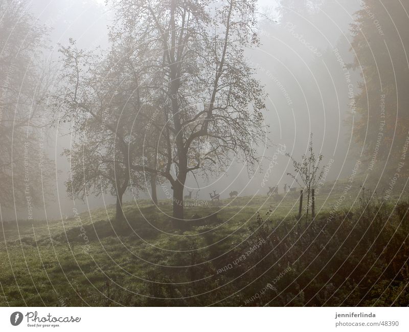 Deer in fog Roe deer Fog Clearing Autumn Wild animal