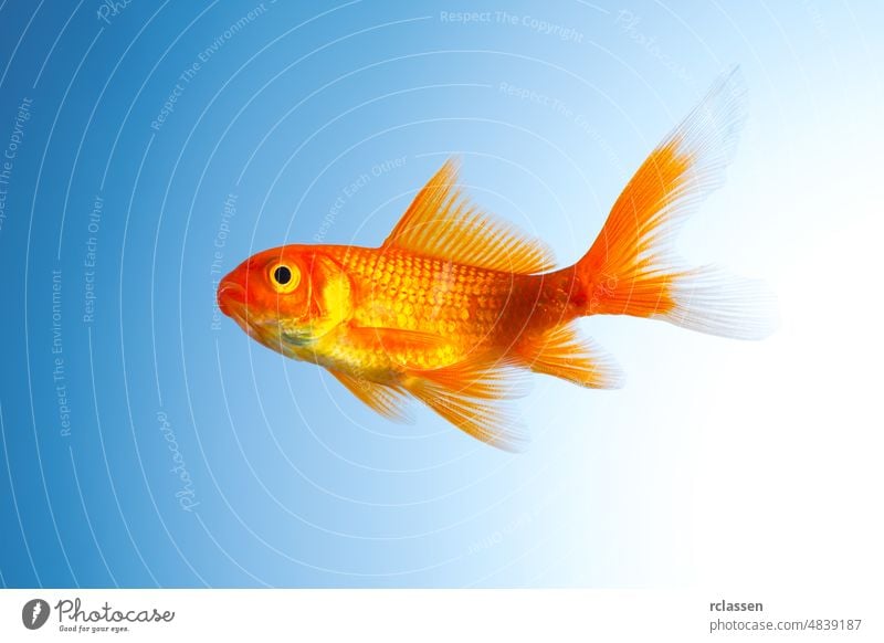 Goldfish (Carassius auratus) animal water goldfish motion critters purity swim underwater pet carp tropical vertebrate orange gills fin looking diving breed