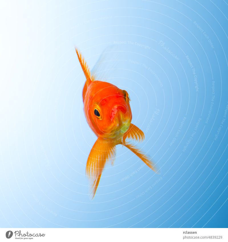 Goldfish in water animal goldfish motion critters purity swim underwater pet carp tropical vertebrate orange gills fin looking diving breed aquaristik