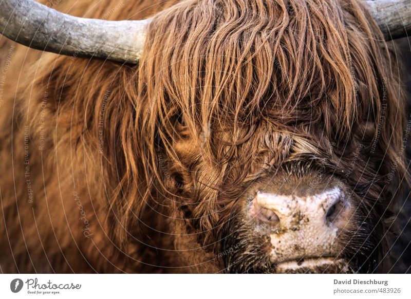 Scotish beef Vacation & Travel Farm animal Animal face 1 Brown Yellow Orange Black White Highland cattle Cattle Livestock Livestock breeding Agriculture Pelt