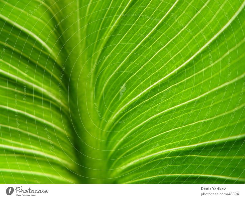 green manstera's leaf (macro) Green Leaf Light Plant Macro (Extreme close-up) Nature Close-up Summer