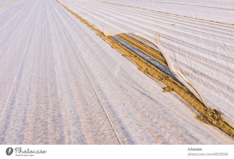 Asparagus varnish with asparagus plants (Asparagus officinalis) under a foil that is supposed to heat the soil and cause an early harvest, vertical aerial view of the asparagus varnish, drone shot