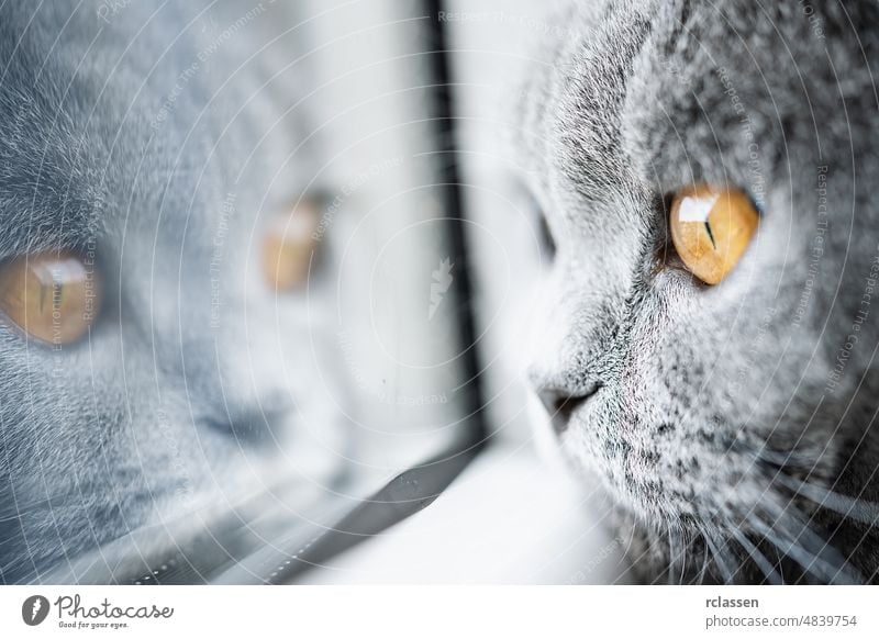 British Shorthair cat lying on white window with yellow eyes looking at the camera british adorable furry scottish fold tabby animal beautiful catlike cattish