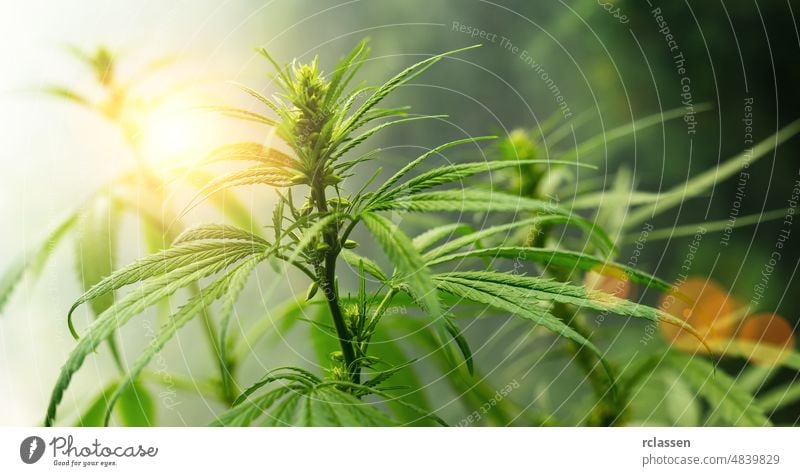 CBD biological and ecological hemp plant herbal pharmaceutical cbd oil flower. Concept of herbal alternative medicine, cbd oil, pharmaceutical industry background image