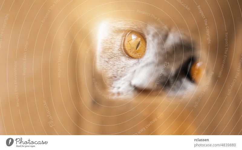 British Shorthair looking curious out of a hole in a cardboard box british cat adorable furry scottish fold tabby animal beautiful catlike cattish cute domestic