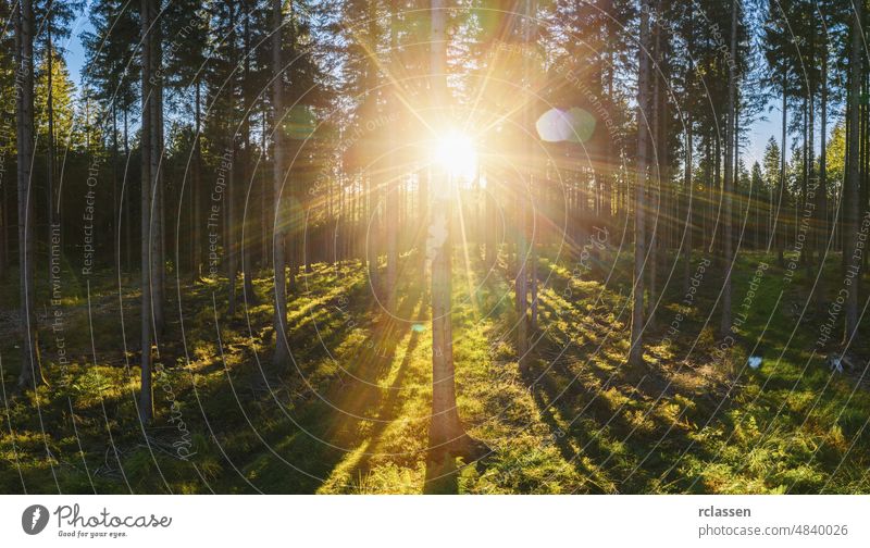 forest backlighted by golden sunlight before sunset panorama - aerial drone shot nature landscape spring tree summer leaf needlewood idyllic environment