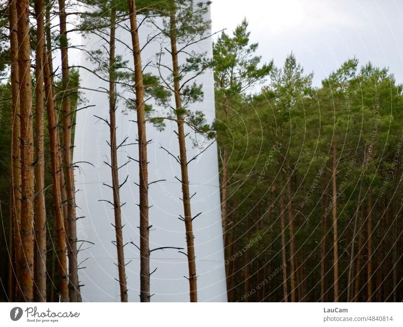 Wind power in the forest - well camouflaged wind power Pinwheel Forest trees Renewable energy alternative energy Wind energy plant Energy industry Eco-friendly