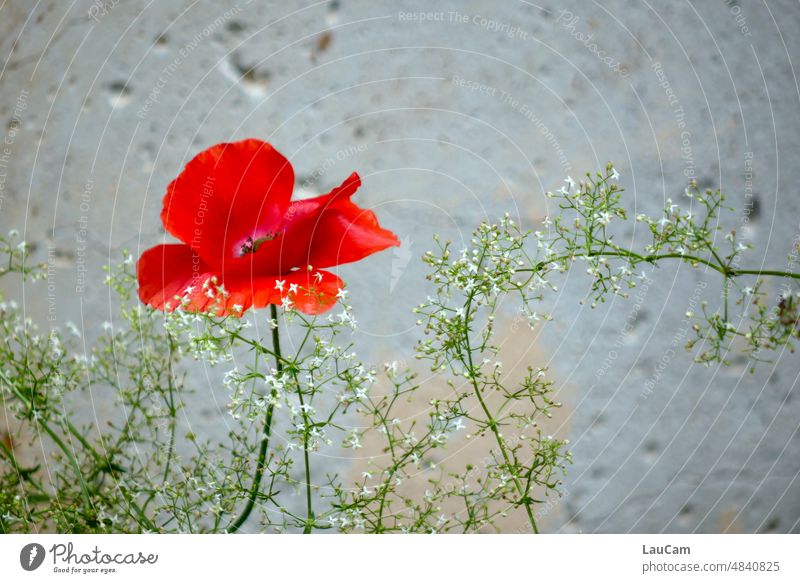 The poppy blooms, it must be summer Poppy Corn poppy Red Summer companion Poppy blossom Blossom Poppy field Flower Idyll red poppy commemoration War memorial