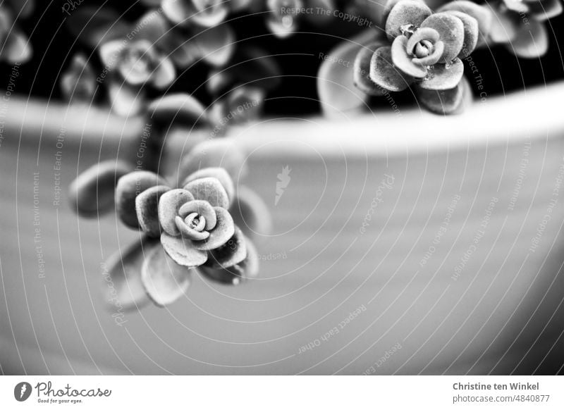 Stonecrop Sedum thickleaf plants peppercorn Pot Flowerpot Plant Nature Black & white photo Shallow depth of field Garden Leaf Exterior shot Growth Close-up