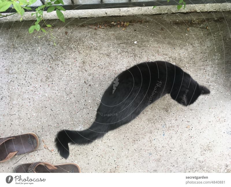 FREE-RANGE FARMING Cat Bird's-eye view Balcony Pet Love of animals Animal Black Sandals Colour photo Pelt Cute Looking Deserted Domestic cat Curiosity