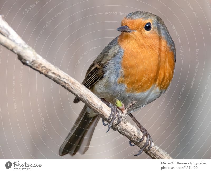 Robin on a branch Robin redbreast Erithacus rubecula Animal face Head Beak Eyes Feather Plumed Grand piano Legs Claw Bird Wild animal Branch Tree Sunlight