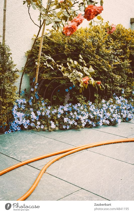 Garden hose on slate slabs in front of blue flowers, roses and box tree Hose terrace Cast Water Beech Slate Orange Gardening Water hose Irrigation Gardener