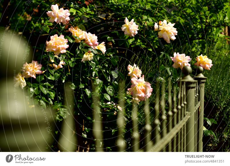 A bush with big magnificent apricot colored roses stands by an iron garden fence blossoms flowers flourished petals abundance Garden Plant leaves Green