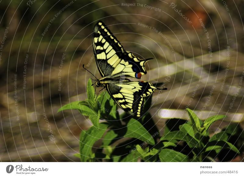 butterfly Butterfly Summer Nature