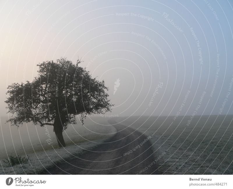 morning frost Autumn Fog Ice Frost Tree Bushes Meadow Lanes & trails Blue Gray Green Horizon Loneliness Calm Idyll Natural Wiggly line Grass Cold Colour photo