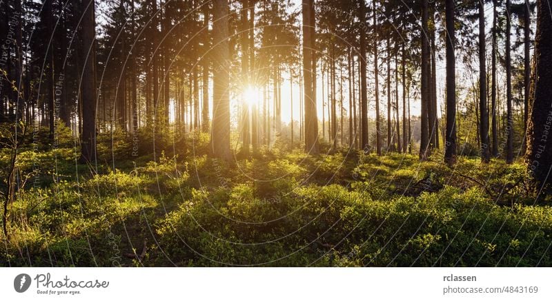 forest trees backlight by golden sunlight before sunset with sun rays nature landscape spring summer leaf needlewood idyllic environment fairytale magic trunk