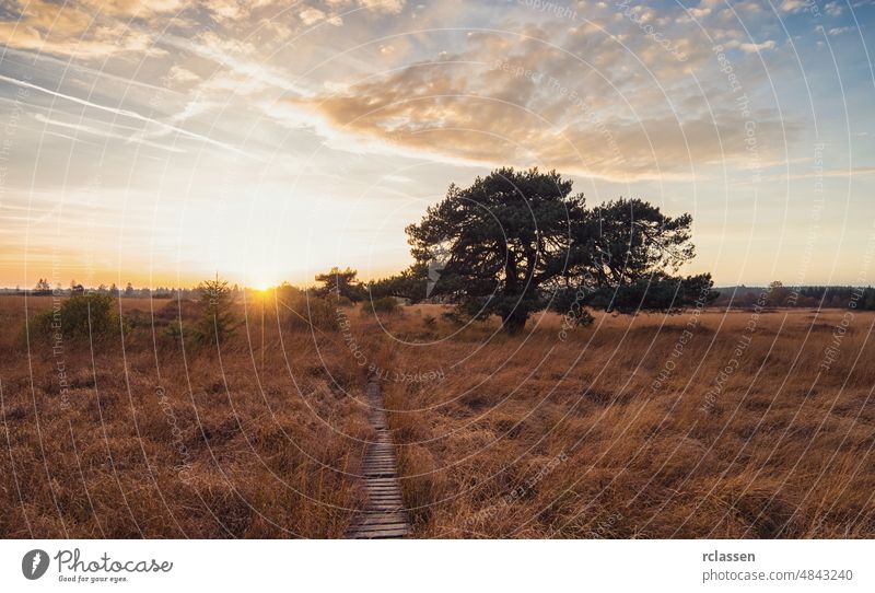 Sunset in the high Venn - Nature Park Eifel in germany moor moorland path sunset tree boardwalk pine venn area background brack belgium grassland brackvenn