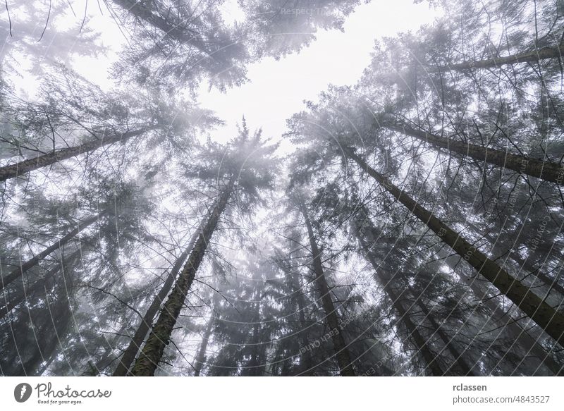 top of trees in a foggy forest creepy evening spooky mist nightmare autumn background black blue dark darkness tree trunk dawn evil fairytale fantasy fear woods