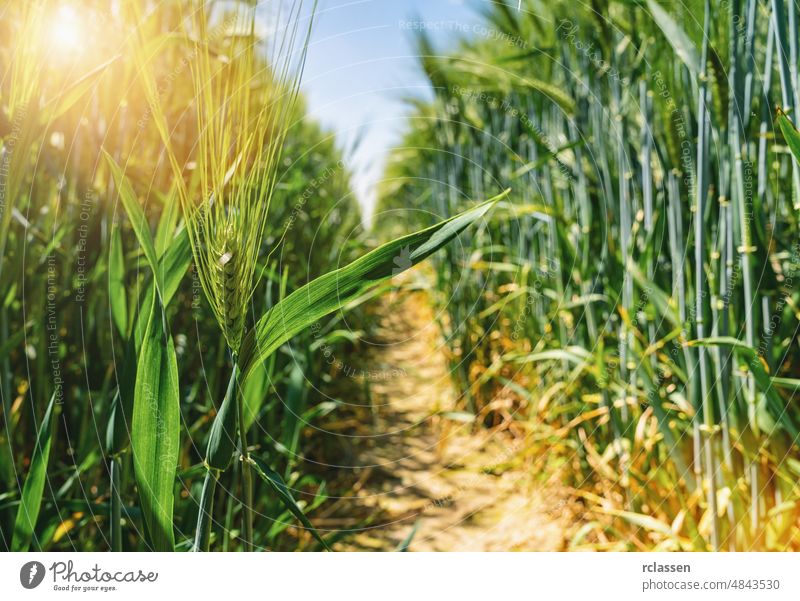 sunny wheat field harvest dream abstract farm fantasy food landscape summer crop light horizon bread nature sky dramatic golden agriculture cereal cloudscape