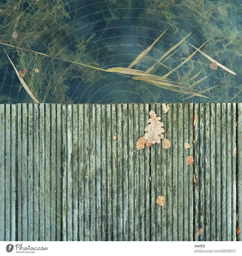 Skirmish Footbridge Jetty jetty planks Plastic lines Direct Parallel Lake Pond Water Aquatic plant Leaf Oak leaf Leaflet Autumn Autumn leaves Autumnal colours