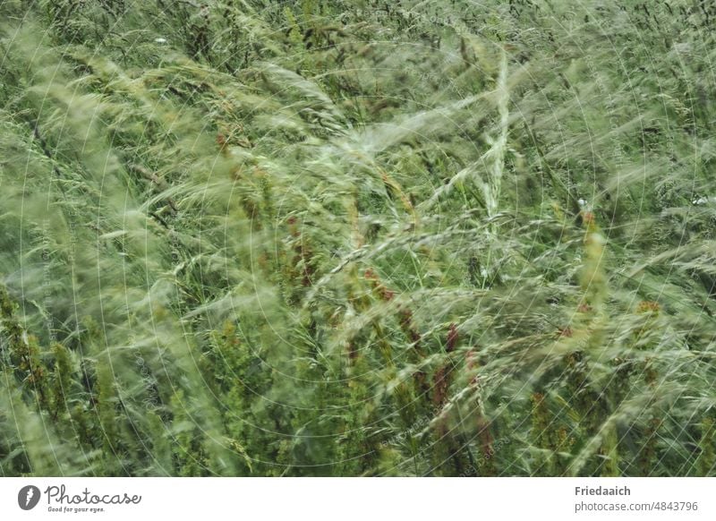 Meadow grasses in the wind Wind moved Green Nature Grass Plant naturally Environment Wild plant Exterior shot Summer Day Deserted Shallow depth of field