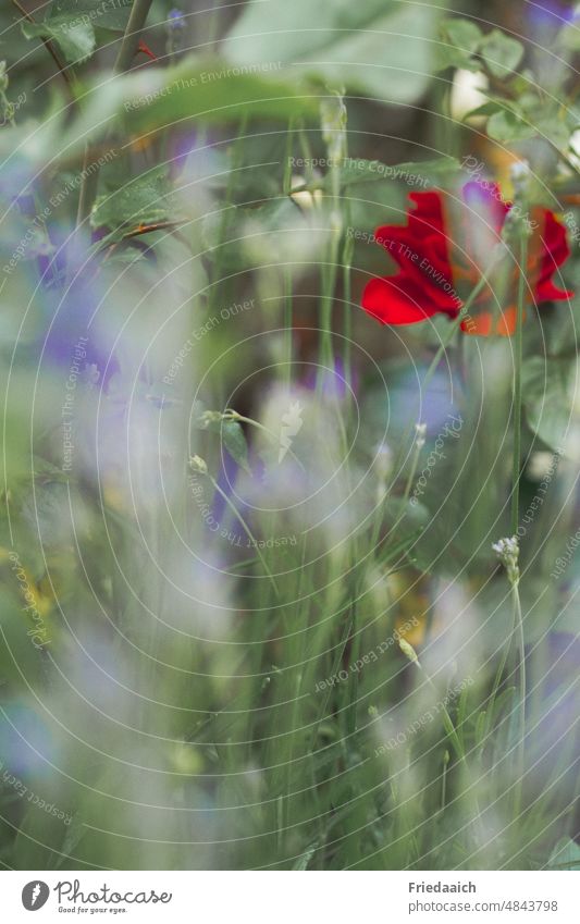 Hidden red rose between blurred lavender pink Flowerbed Summer Garden Nature Park Colour photo Exterior shot blurriness Dreamily Blossoming Fragrance Close-up