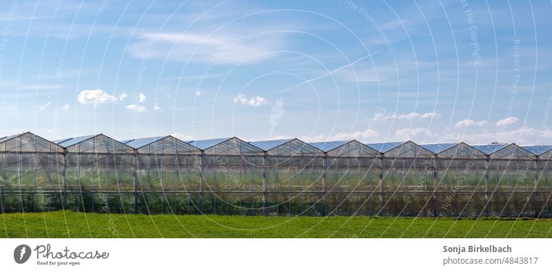 A long row of glass greenhouses in which vegetables are grown in hydroponics glass house Greenhouse Greenhouses vegetable gardening extension Agriculture Farmer