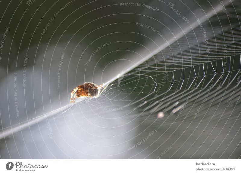 tightrope walkers Nature Air Sky Beautiful weather Spider Spider's web 1 Animal Crawl Exceptional Fantastic Bright Gray White Safety Surprise Movement