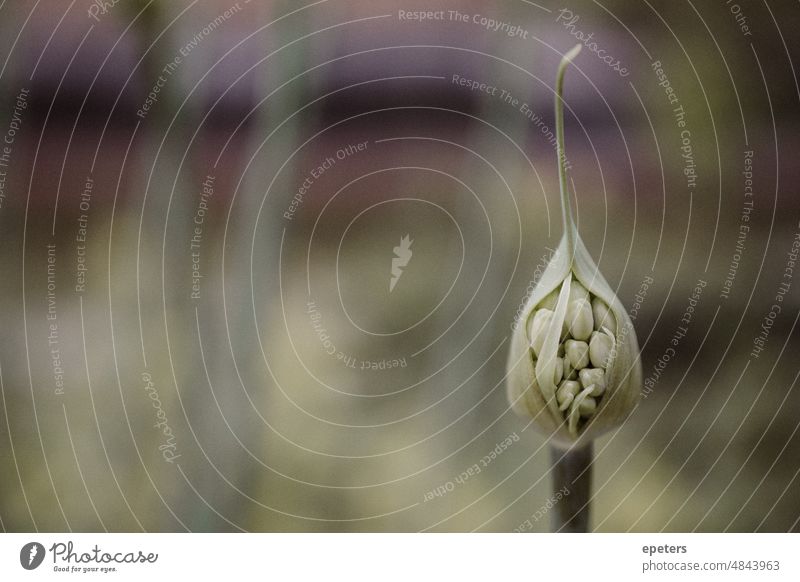 Close up of a green plant stem background beautiful birth blurry background breath of fresh air close-up color colour concept conceptual flower freshness garden