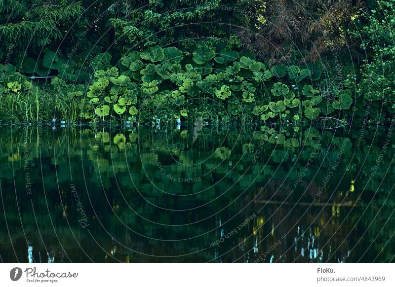 Green lake shore reflected in water surface Lake bank Water reflection Nature plants leaves Leaf Tree Plant Reflection Germany Landscape Forest Environment