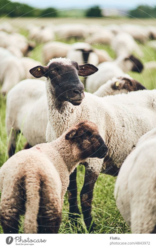 Flock of sheep on green meadow Meadow animals Sheep Wool White Animal Farm animal Herd Group of animals Nature Landscape Lamb's wool Grass Exterior shot