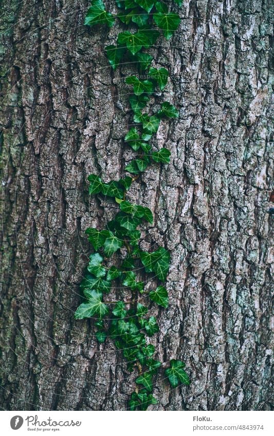 Tree bark with eufeur vine Tendril Nature Ivy Plant Green Exterior shot Colour photo Leaf Growth Creeper Detail Environment naturally Overgrown Foliage plant