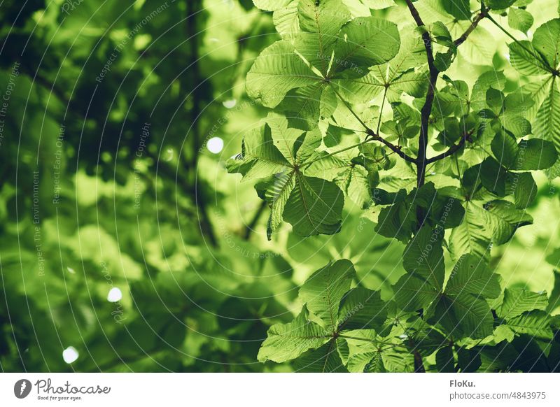 Chestnut leaves against the light Tree Green Back-light Nature Plant Colour photo Exterior shot Leaf Environment Sunlight Day Forest naturally Beautiful weather