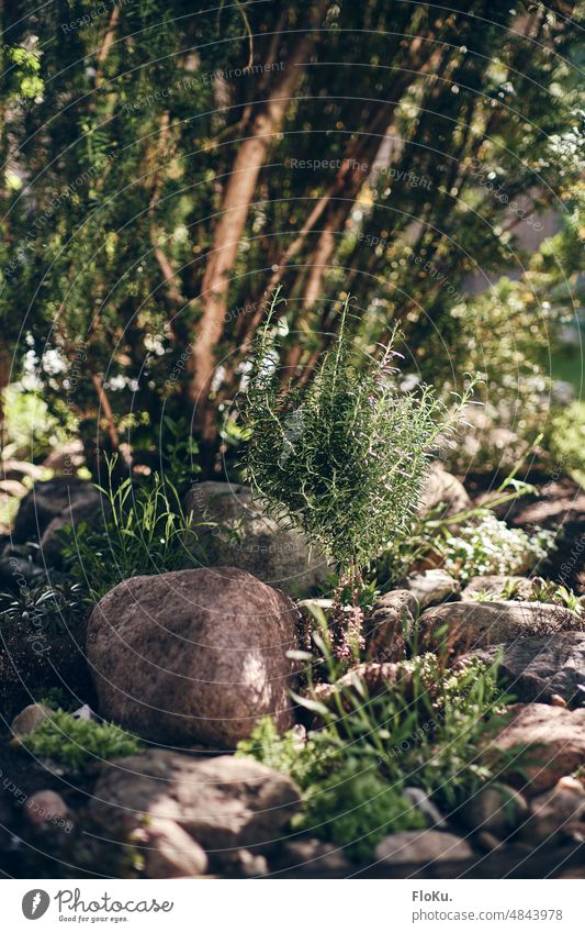 Mediterranean rock garden in sunlight Rock garden plants Garden Nature Plant Green Exterior shot Colour photo naturally Summer Flower Day Deserted Environment