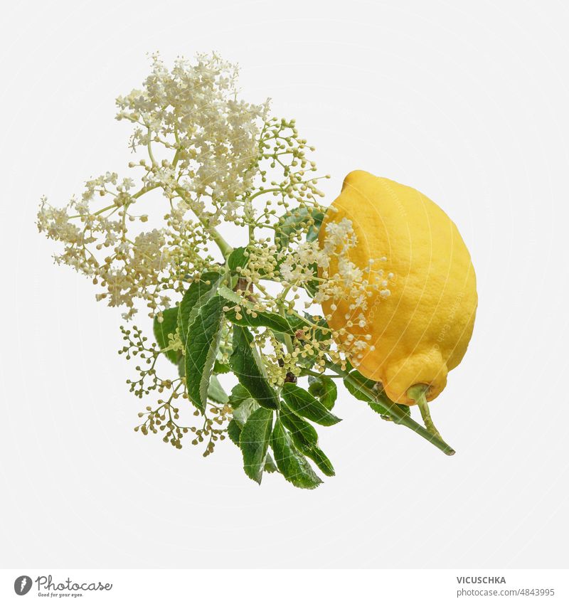 Elder flowers  and lemon flying at white background. elder flowers ingredients homemade seasonal syrup lemonade front view leaf citrus citrus fruit