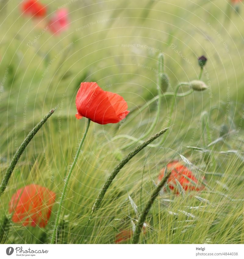 Corn poppy flower, buds and grasses in immature barley field Poppy Poppy blossom poppy bud Grass Barley Barleyfield Grain Grain field Immature Spring wax Red