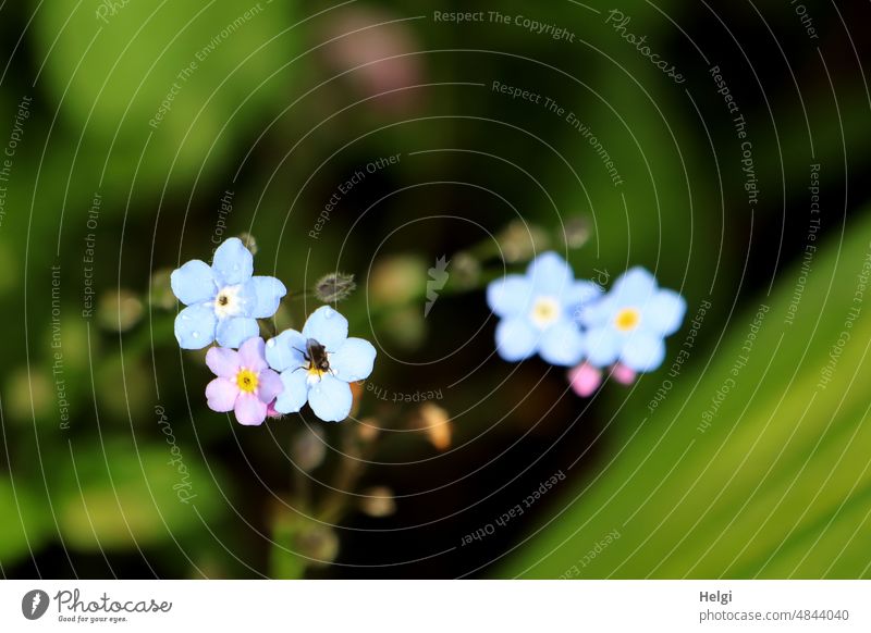 Forget-me-not with bow tie Flower Blossom Fly Close-up macro Bird's-eye view Blue Pink Green Leaf Plant forget-me-not flower Spring Detail