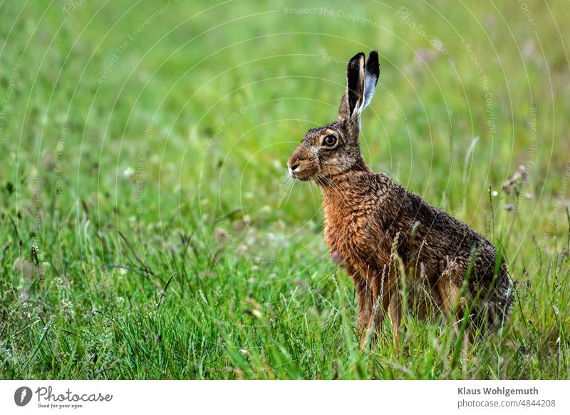 Brown hare in the morning sun at the edge of the path, has noticed the photographer and pauses silently. rabbit Summer Summer morning Pelt Eavesdropper Observe