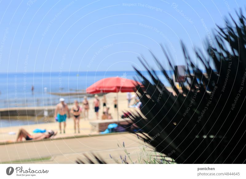 Green plant in front of beach scene. People in swimwear on beach in Croatia. Sun, sunscreen, parasol. Beach Swimwear Bikini Swimming trunks Swimsuit Bathers