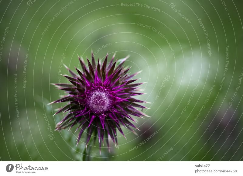 prickly beauty Carduus nutans Nodding thistle Thistle Thorny Blossom Flower Nature Plant Thistle blossom Close-up Summer Blossoming Shallow depth of field