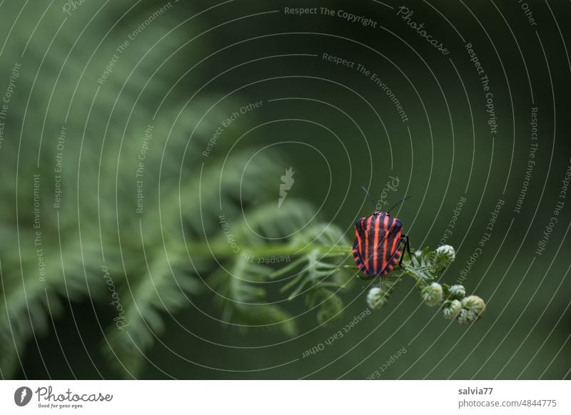 Striped bug sitting on top of fern leaf Graphosoma lineatum striped bug Insect Bug Fern Nature Plant Animal Cute Fern leaf Shallow depth of field blurriness