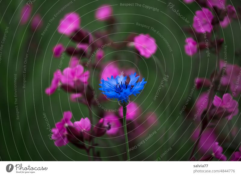 individualist Flower meadow Cornflower red campion White campion Nature Colour photo Blossoming pink Blue loner Individualist soloist Meadow Plant Wild plant