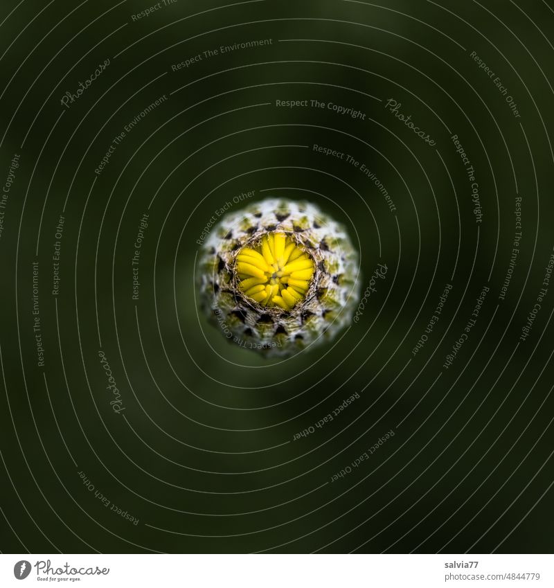 yellow flower bud against dark green background Blossom Dyer's camomile Macro (Extreme close-up) Isolated Image Nature Shallow depth of field Flower Plant