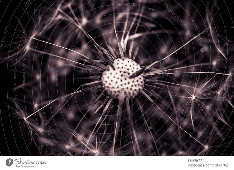 dandelion Dandelion seed stand Nature Plant Macro (Extreme close-up) Shallow depth of field Ease Easy Delicate Detail Sámen Soft Black & white photo Wild plant