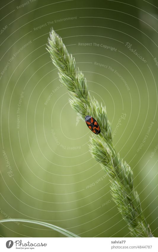 Blood cicada sits on blade of grass Common blood bicada Cercopis vulnerata scarlet grass Grass Blossom Stand Insect Cicada Contrast Macro (Extreme close-up)