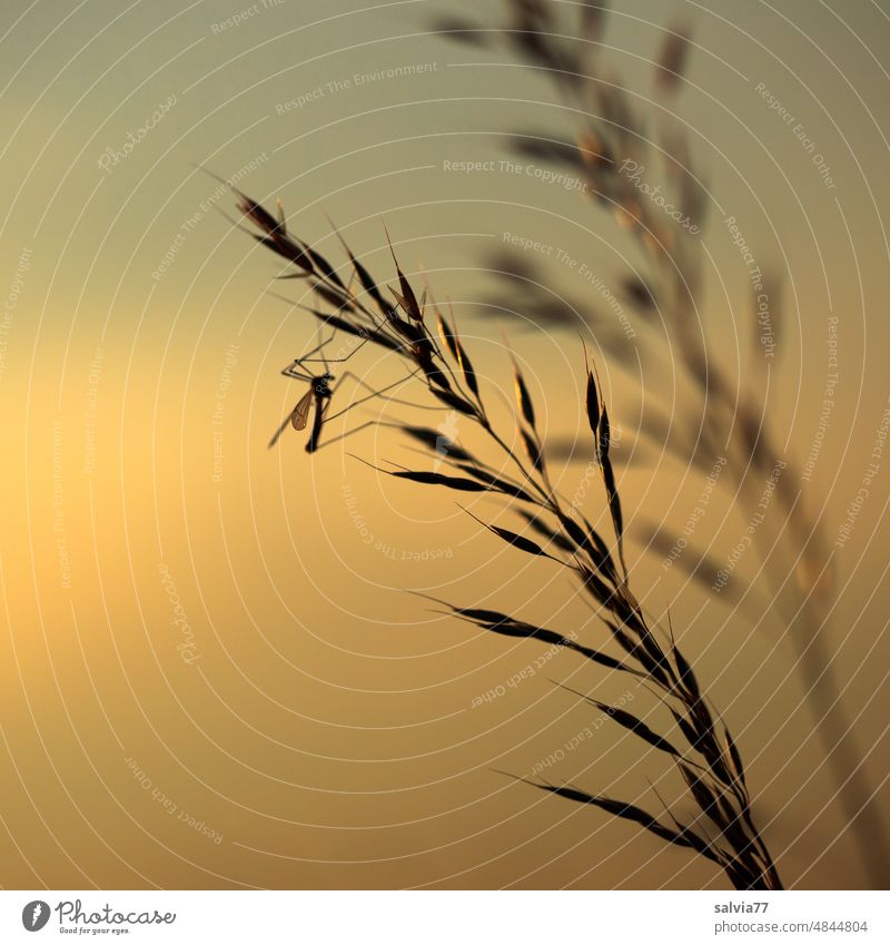 Grass flowers in twilight evening mood dim light Flower of grass Grass blossom smooth oats Meadow Snake Insect Evening Back-light Nature Twilight Moody Calm