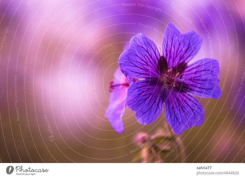 five times heart in purple | cranesbill geranium Flower Blossom Geranium Violet Blossoming Close-up Shallow depth of field Colour photo Garden Summer Deserted