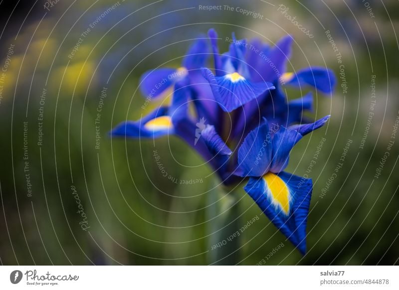 blue iris (iris) Iridaceae blue yellow Flower Blossom Yellow Blue Garden Blossoming Spring Nature Plant Exterior shot Colour photo Deserted Close-up Summer